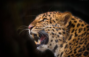 леопард клиенты